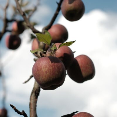 No Spray - Royal Apples from Qurost Farms